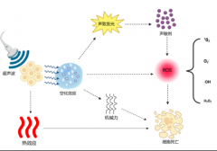 上海海洋大学谢晶传授等 声动力手艺及声敏剂正
