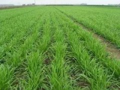 高盛将A股变成提款机投资5股收割韭菜收益率惊人